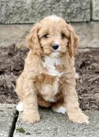 Bagel, a female Cavapoo for sale in Los Angeles, CA – Photo 5 of 5