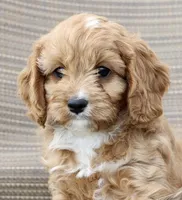 Bagel, a female Cavapoo for sale in Los Angeles, CA – Photo 4 of 5