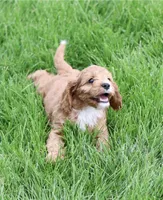 Bagel, a female Cavapoo for sale in Los Angeles, CA – Photo 2 of 5