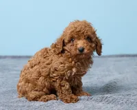 Bean, a male Poodle - Toy  for sale in Los Angeles, CA – 4 of 5