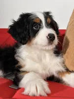 Ember, a female Bernedoodle for sale in Los Angeles, CA – 2 of 7