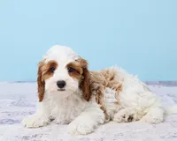 Cookie, a male Cavapoo and Poodle - Toy  for sale in Los Angeles, CA – 4 of 5