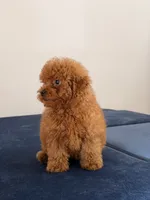 Cookie, a male Poodle - Toy  for sale in Los Angeles, CA – 4 of 5