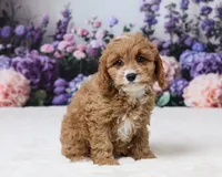 Samantha, a female Cavapoo for sale in Los Angeles, CA – 4 of 5