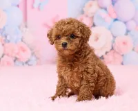 Teacup - Muffin, a female Poodle - Toy  for sale in Los Angeles, CA – 1 of 3