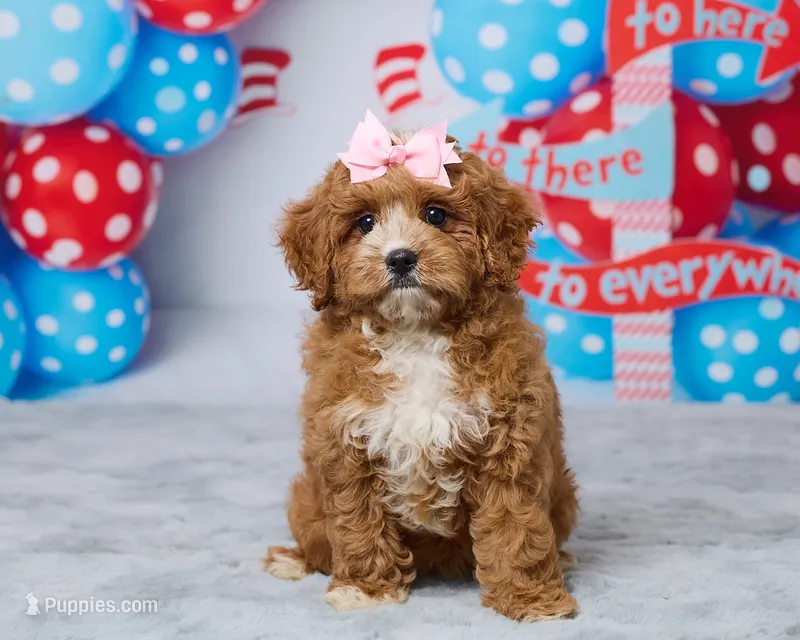 Rosie – Cavapoo puppy for sale in Los Angeles, CA