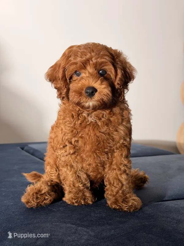 Chewy – Cavapoo, Poodle - Toy  puppy for sale in Los Angeles, CA