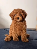 Chewy, a male Cavapoo and Poodle - Toy  for sale in Los Angeles, CA – 1 of 7