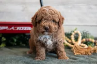 Micro - Teddy, a male Goldendoodle and Poodle - Toy  for sale in Los Angeles, CA – 2 of 3