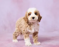 Chestnut, a male Cavalier King Charles Spaniel and Poodle - Toy  for sale in Los Angeles, CA – 2 of 4