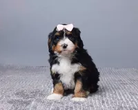 Miniature - Bonnie, a female Bernedoodle for sale in Los Angeles, CA – Photo 1 of 5
