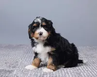 Miniature - Bonnie, a female Bernedoodle for sale in Los Angeles, CA – Photo 5 of 5