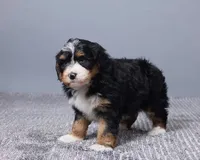 Miniature - Bonnie, a female Bernedoodle for sale in Los Angeles, CA – Photo 3 of 5