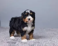 Miniature - Bonnie, a female Bernedoodle for sale in Los Angeles, CA – Photo 4 of 5