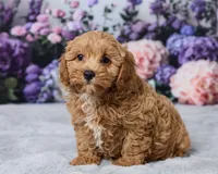 Mochi, a male Cavapoo for sale in Los Angeles, CA – 5 of 5