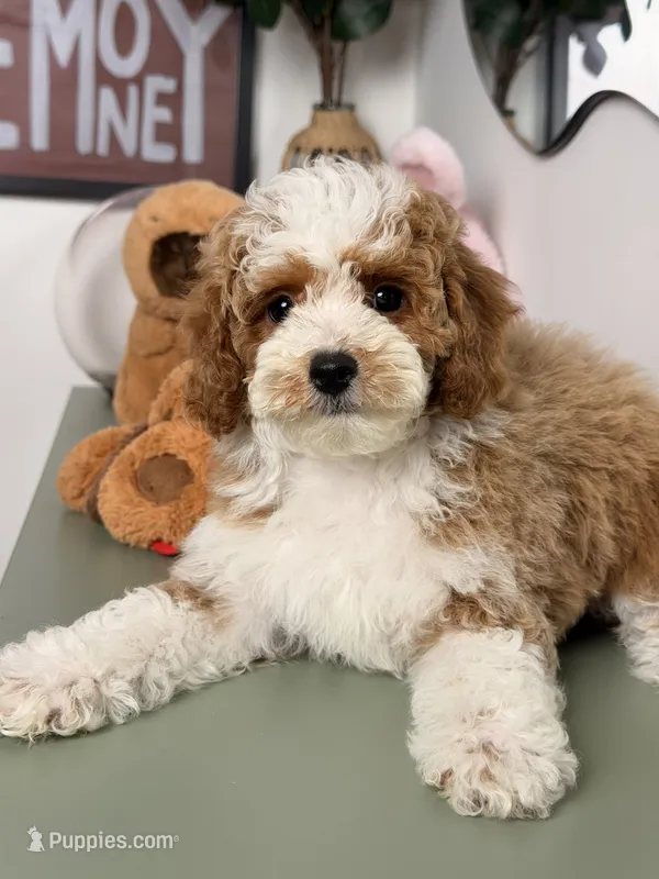 Autumn – Cavapoo, Poodle - Toy  puppy for sale in Los Angeles, CA