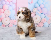 Twinkle, a female Miniature Bernedoodle for sale in Los Angeles, CA – 2 of 5