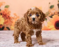 Pip, a male Cavapoo and Poodle - Toy  for sale in Los Angeles, CA – 4 of 4