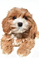 Joy, a female Cavapoo for sale in Los Angeles, CA – 3 of 4