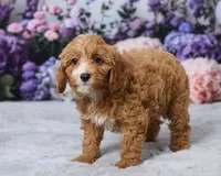 Poppy, a male Cavapoo for sale in Los Angeles, CA – 4 of 4