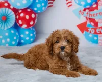 Daisy, a female Cavapoo for sale in Los Angeles, CA – 3 of 5