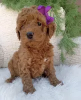 Millie, a female Miniature Goldendoodle for sale in Los Angeles, CA – Photo 3 of 4