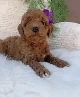 Millie, a female Miniature Goldendoodle for sale in Los Angeles, CA – Photo 4 of 4