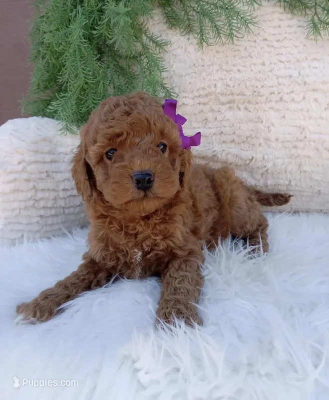 Millie – Miniature Goldendoodle puppy for sale in Los Angeles, CA