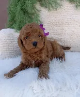 Millie, a female Miniature Goldendoodle for sale in Los Angeles, CA – Photo 1 of 4