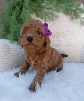 Millie, a female Miniature Goldendoodle for sale in Los Angeles, CA – Photo 2 of 4