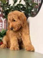 Benji - F1, a male Goldendoodle and Miniature Goldendoodle for sale in Los Angeles, CA – 6 of 9