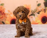 Kona, a male Poodle - Toy  for sale in Los Angeles, CA – 4 of 4