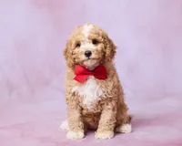 Teddy, a male Cavapoo and Poodle - Toy  for sale in Los Angeles, CA – 1 of 4