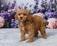 Creampuff, a male Cavapoo for sale in Los Angeles, CA – 5 of 5