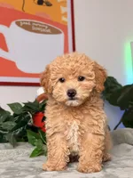 Archie, a male Poodle - Toy  for sale in Los Angeles, CA – 5 of 10