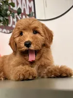 Bella - F1, a female Goldendoodle and Miniature Goldendoodle for sale in Los Angeles, CA – 7 of 10