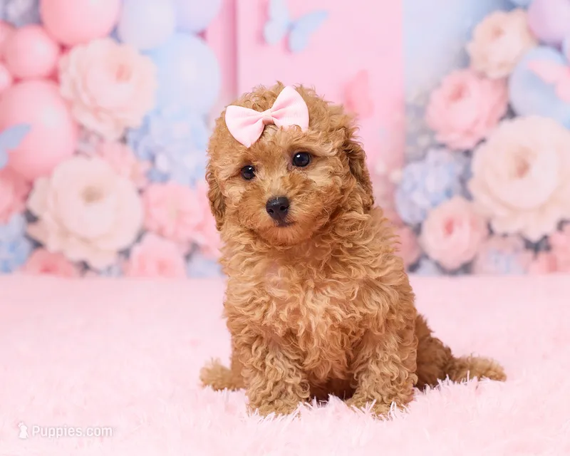 Skye – Poodle - Toy  puppy for sale in Los Angeles, CA