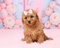 Skye, a female Poodle - Toy  for sale in Los Angeles, CA – 1 of 3
