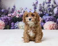 Samantha, a female Cavapoo for sale in Los Angeles, CA – 2 of 5