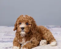 Junie, a male Cavapoo and Poodle - Toy  for sale in Los Angeles, CA – 4 of 4