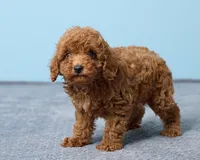 Bean, a male Poodle - Toy  for sale in Los Angeles, CA – 5 of 5