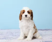 Cookie, a male Cavapoo and Poodle - Toy  for sale in Los Angeles, CA – 2 of 5
