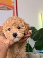 Archie, a male Poodle - Toy  for sale in Los Angeles, CA – 9 of 10