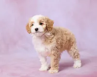 Hazel, a female Cavalier King Charles Spaniel and Poodle - Toy  for sale in Los Angeles, CA – 4 of 4