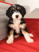 Winnie, a female Bernedoodle for sale in Los Angeles, CA – 3 of 5