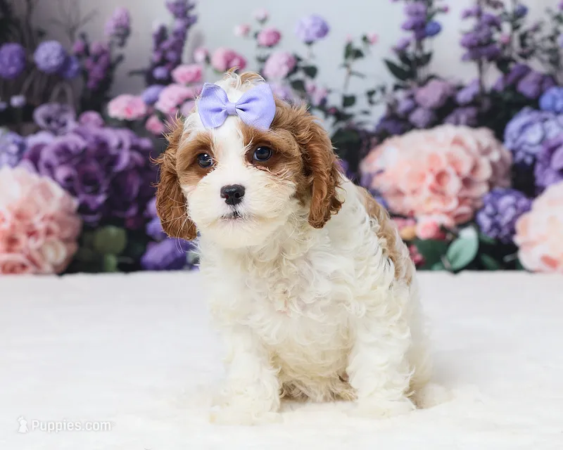 Miranda – Cavapoo puppy for sale in Los Angeles, CA