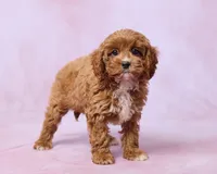 Mia, a female Cavapoo and Poodle - Toy  for sale in Los Angeles, CA – 2 of 3