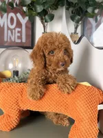 Julia, a female Cavapoo and Poodle - Toy  for sale in Los Angeles, CA – 9 of 9