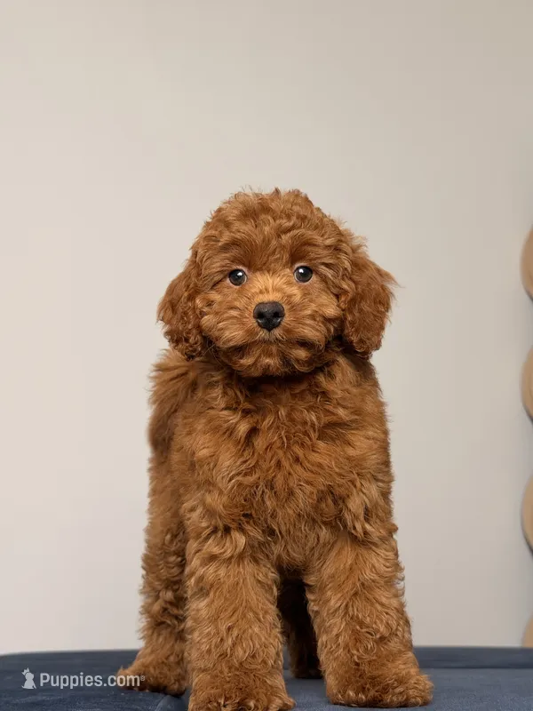 Sunny – Cavapoo, Poodle - Toy  puppy for sale in Los Angeles, CA
