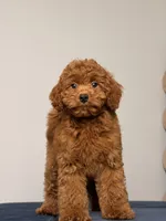 Sunny, a female Cavapoo and Poodle - Toy  for sale in Los Angeles, CA – 1 of 4